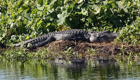 Gator Tours