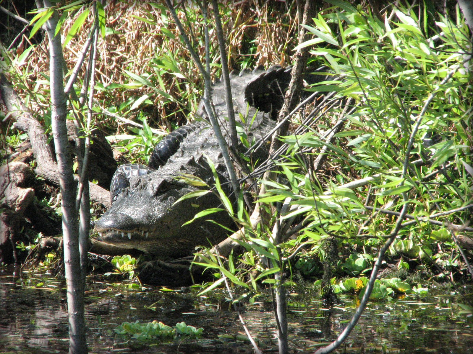 Gator Tours