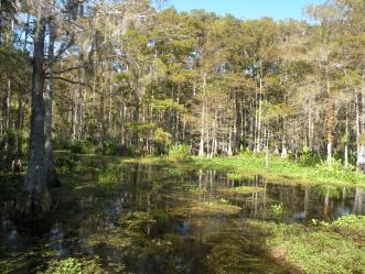 Florida Swamp Tour