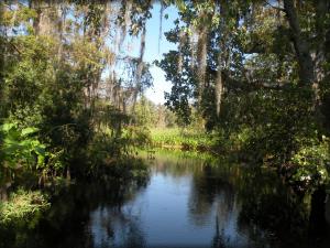 Airboat Rides in Florida