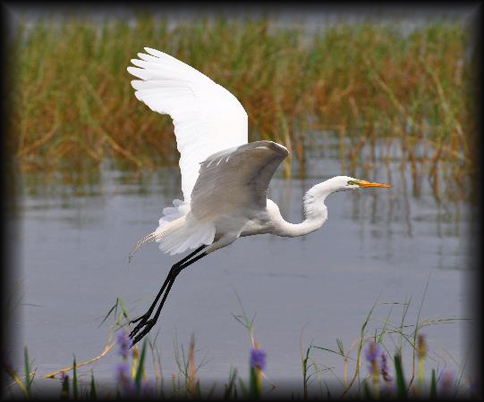 Florida Swamp Tours