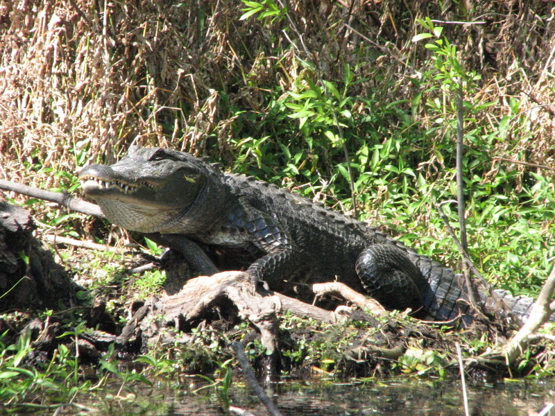 Airboat Rides Florida